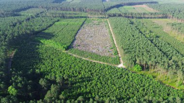 Dönen Ormanda Büyüyen Ağaçlar İnsansız Hava Aracı Tarafından Ele Geçirildi