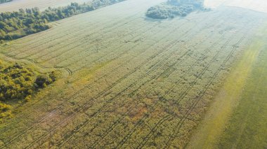 Sabahın erken saatlerinde tarlaları ve ormanları olan manzaralı bir yer.