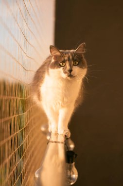 Genç kediyi balkondan düşmekten koruyan güvenlik ağı.