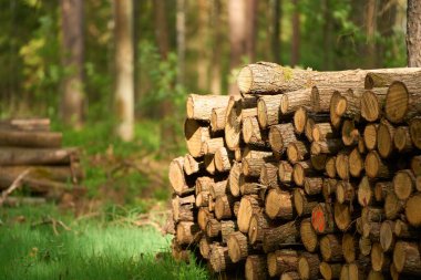 Forestry Work in Vast Countryside