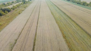 Buğday tarlası hasat mevsimi yaklaşıyor.