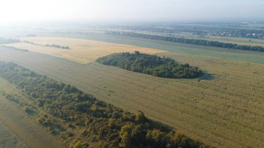 Sabah sisli havada tarlalar ve ağaçlar.