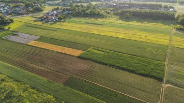 Altın Saat Tarlaları Geometrik Ekin Kalıplarını Göster