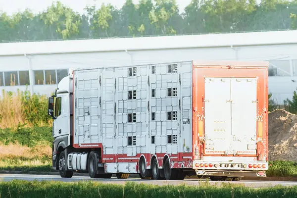 stock image Animal transport truck driving in countryside