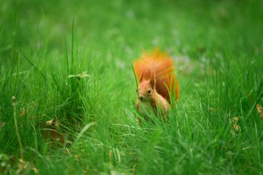 Ormanın zemininde duran tuhaf kırmızı sincap