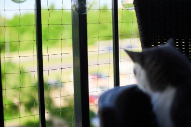 Meraklı kedi pencere pervazında denge sağlar Güvenlik ağı güvenliği sağlar