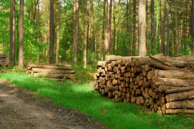 Timber Pile Cut and stacked in the woods