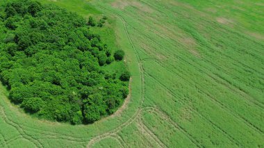 Sürdürülebilir Büyüme: Çiftlik Toprakları Ormanla Karşılaşıyor