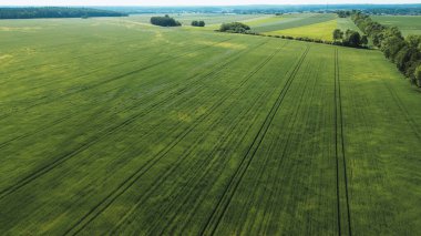 Yukarıdan Kırsal Arazide Üniforma Ekin Sıraları