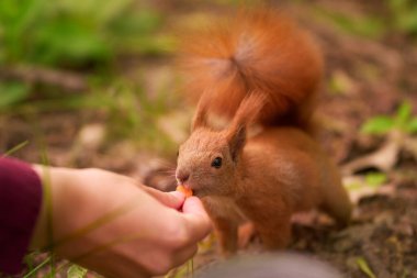 Park ziyaretçileri sincabı besler. Kızıl sincap yakın planda yer..