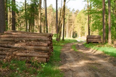 Açık Arazide Yığılmış Tahta Kütükler