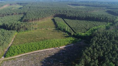 Orman Yeniden Ormanlanma ve Büyüme Hava Perspektifi