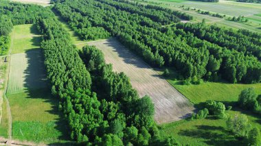 Yemyeşil Orman ve Kırsal Tarlalarda Topraklanmış Tarlalar