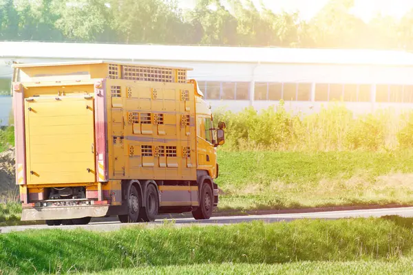 stock image Livestock truck moving through green area