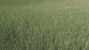 Yaz Güneşi Altında Olgunlaşmış Buğday Tarlası