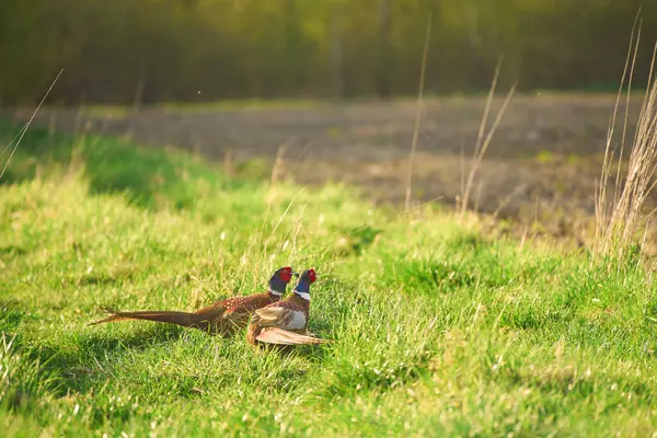 stock image Two pheasants walking on green grass in a field on a sunny day