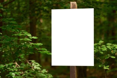 Yeşil ormandaki boş beyaz işaret direği