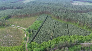 Dönen Ormanda Büyüyen Ağaçlar İnsansız Hava Aracı Tarafından Ele Geçirildi