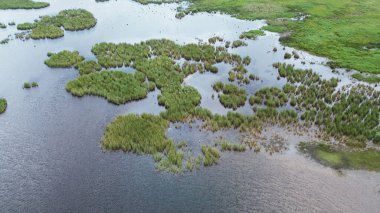 Ormandaki yeşil gölün üzerindeki kuşlar