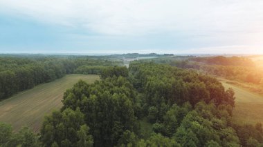 Sisli Ormanda Toprağın Şafak Nefesi