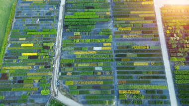 Çeşitli bitki renkleriyle çocuk odasının havadan çekimi