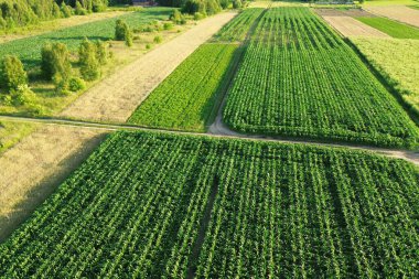 Yeşil Mısır Ürünleri, Üst Aşağı Görünüm