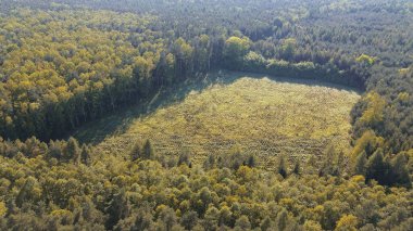 Yeşil Orman 'ın Havadan Görünümü