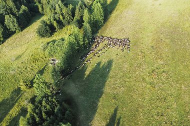 Açık arazide koyun sürülerinin hava manzarası