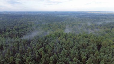 Yoğun orman örtüsü sisle kaplanmış.
