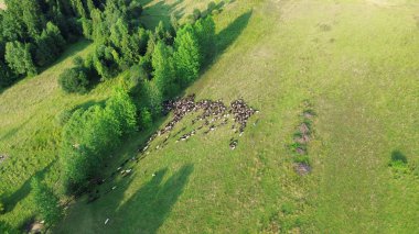 Parlak sabah güneşiyle dağ orman parkının drone görüntüsü