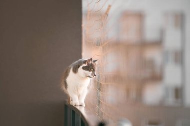 Balkon Maceracı Kedi Güvenlik Ağı