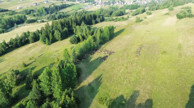 Koyun sürüsü yemyeşil yamaçlara dağıldı.