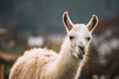 Yumuşak beyaz lama güneşte çimen çiğniyor