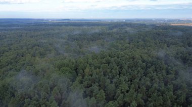 Açık gökyüzünün altında ormanı kaplayan sis