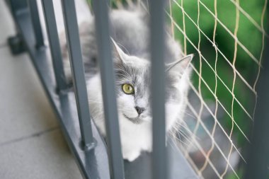 Pencerenin pervazında oynak gri kedi yavrusu Arka planda güvenlik ağı