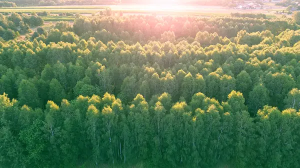 stock image Green forest aerial top-down view