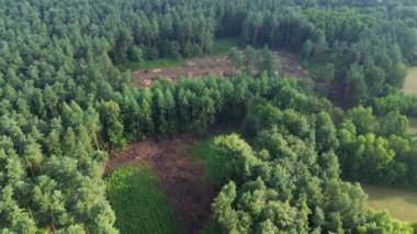 Kesik ağaçlarla temizlenmiş orman manzarası