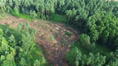 Kesik odun yığınlarıyla dolu bir ormanın havadan görünüşü