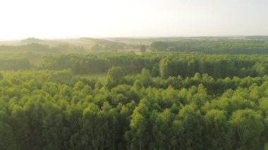 Sisli orman, güneş doğarken drone tarafından ele geçirildi.