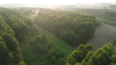 Yoğun yeşil ormanın üzerinde yaz sisi