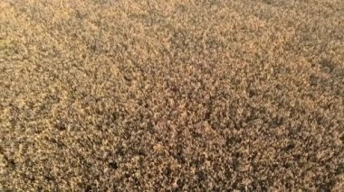 Kırsal alanda altın bir buğday tarlasının üzerindeki güneş ışığı