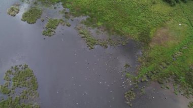 Ormandaki sulak göletin üzerinde uçan kuşlar.