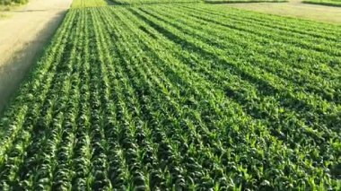 Büyük bir mısır tarlasını aydınlatan altın gün batımı