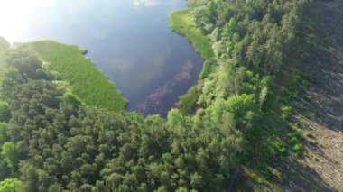 Güneşli bir günde, mavi sularda büyüyen sazlıklar ve arka planda yeşil bir ormanın olduğu göl manzarası.