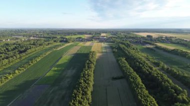 Tipik ağaçların olduğu doğal alan, altın yoğun renkler ve uzun gölgeler. Avrupa 'daki çiftlik köyünde altın saat