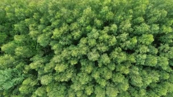 Vue aérienne de la forêt verte luxuriante et des arbres