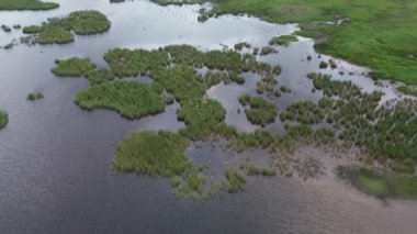 Orman gölü üzerindeki martıların havadan görünüşü