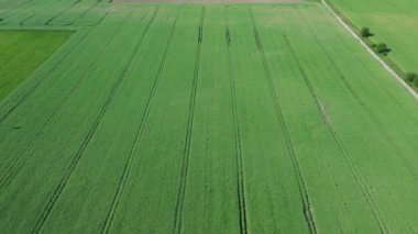 Güneşli bir yaz gününde yeşil tarım arazisi