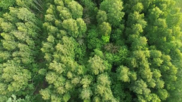 forêt sauvage montré de haut en bas. vert vif.