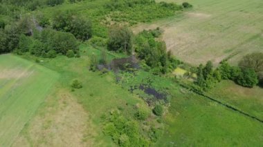 Avrupa 'nın yeşil ormanlarıyla çevrili bataklık.